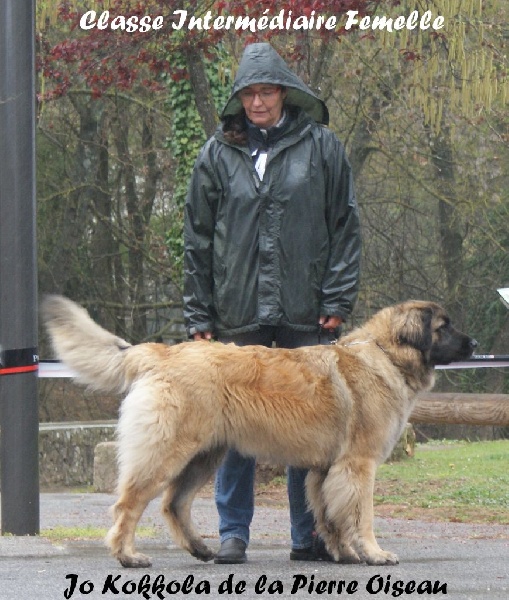 Jo kokkola de la pierre oiseau