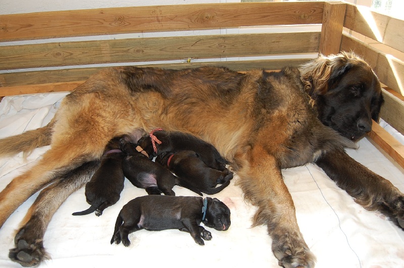 de l'aulp de fier - Leonberger - Portée née le 16/10/2012