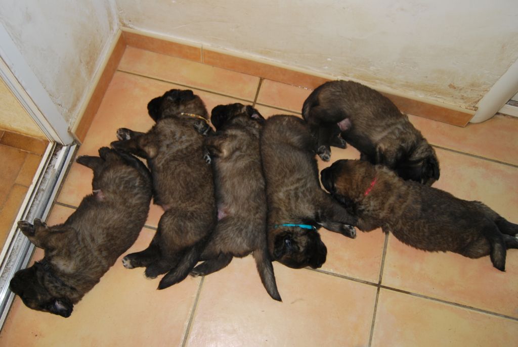 chiot Leonberger de l'aulp de fier