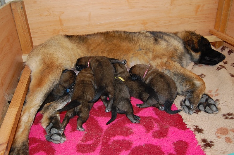 de l'aulp de fier - Leonberger - Portée née le 25/07/2010