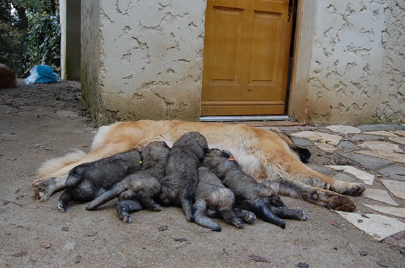 de l'aulp de fier - Leonberger - Portée née le 06/10/2008