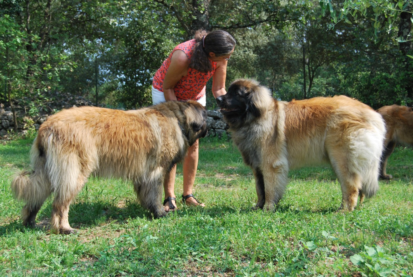 Saan Nouméa de l'Aulp de Fier
