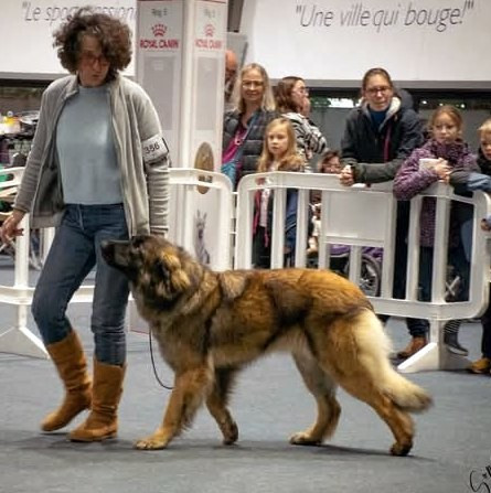 Exosition Cavalaire et Viti Levu